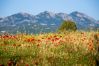 Chalet in Olbia - Country Lodge - relax & natur bei Porto Rotondo Chalet in Olbia - Country Lodge - relax & natur bei Porto Rotondo
